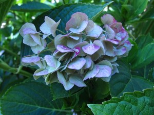hydrangeawreath9