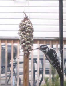 woodpecker found our pinecone feeder