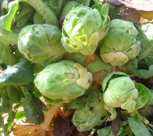 brusselsprouts
