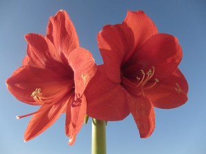 Our Amaryllis
