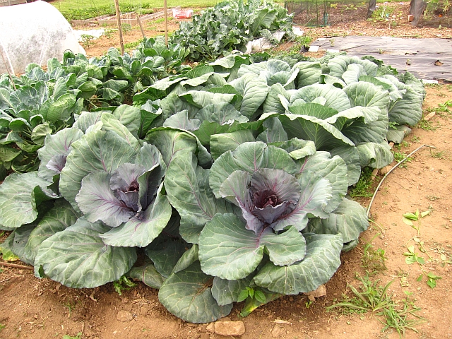 our cabbage patch
