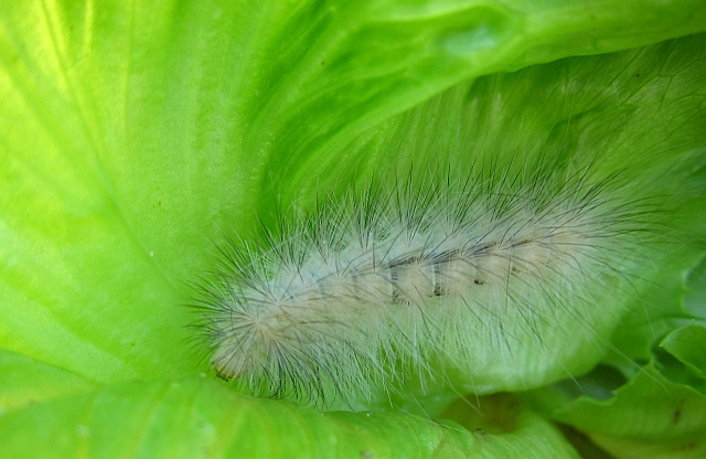 white fuzzy caterpillar