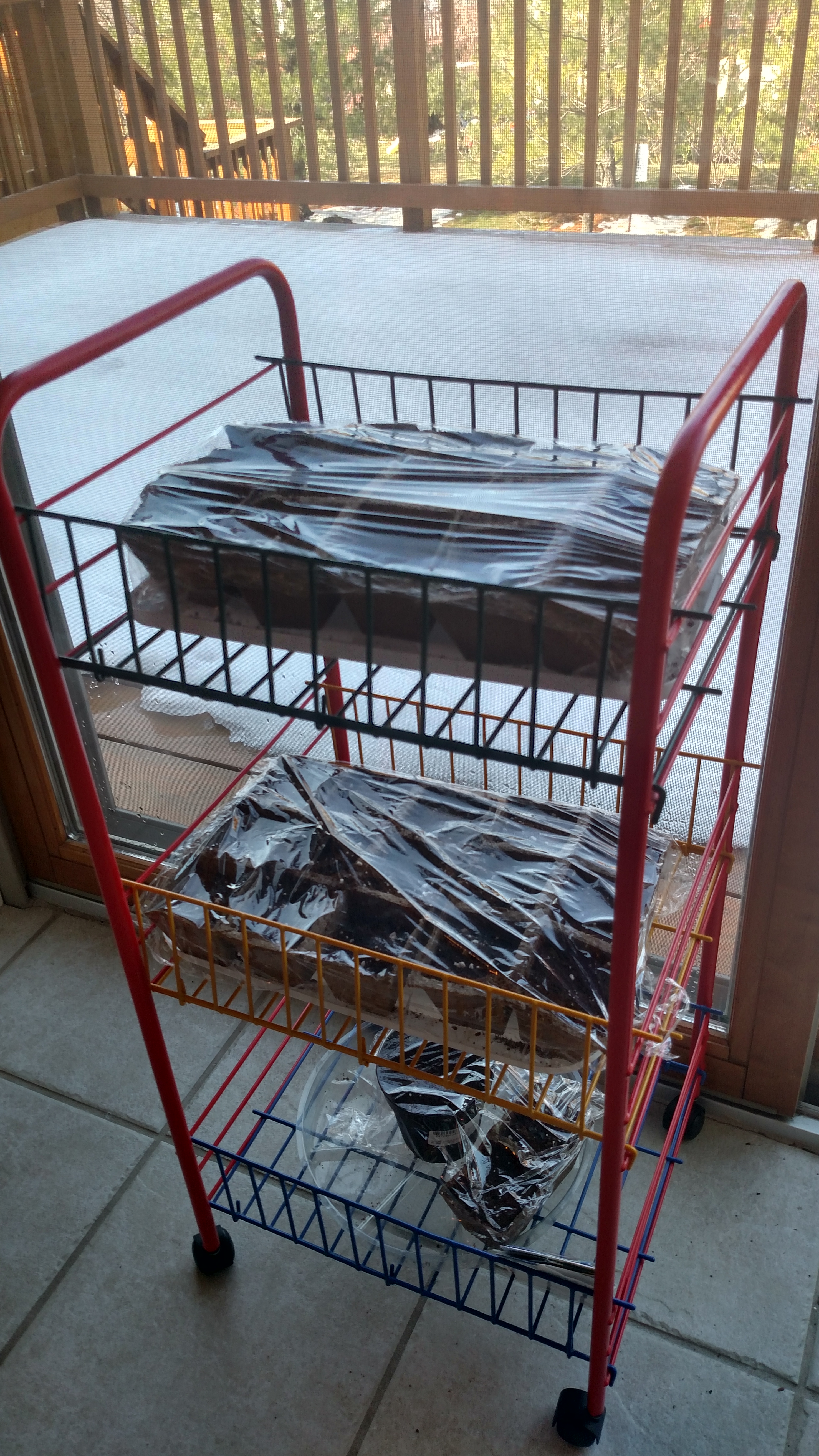 Edible Garden Begins