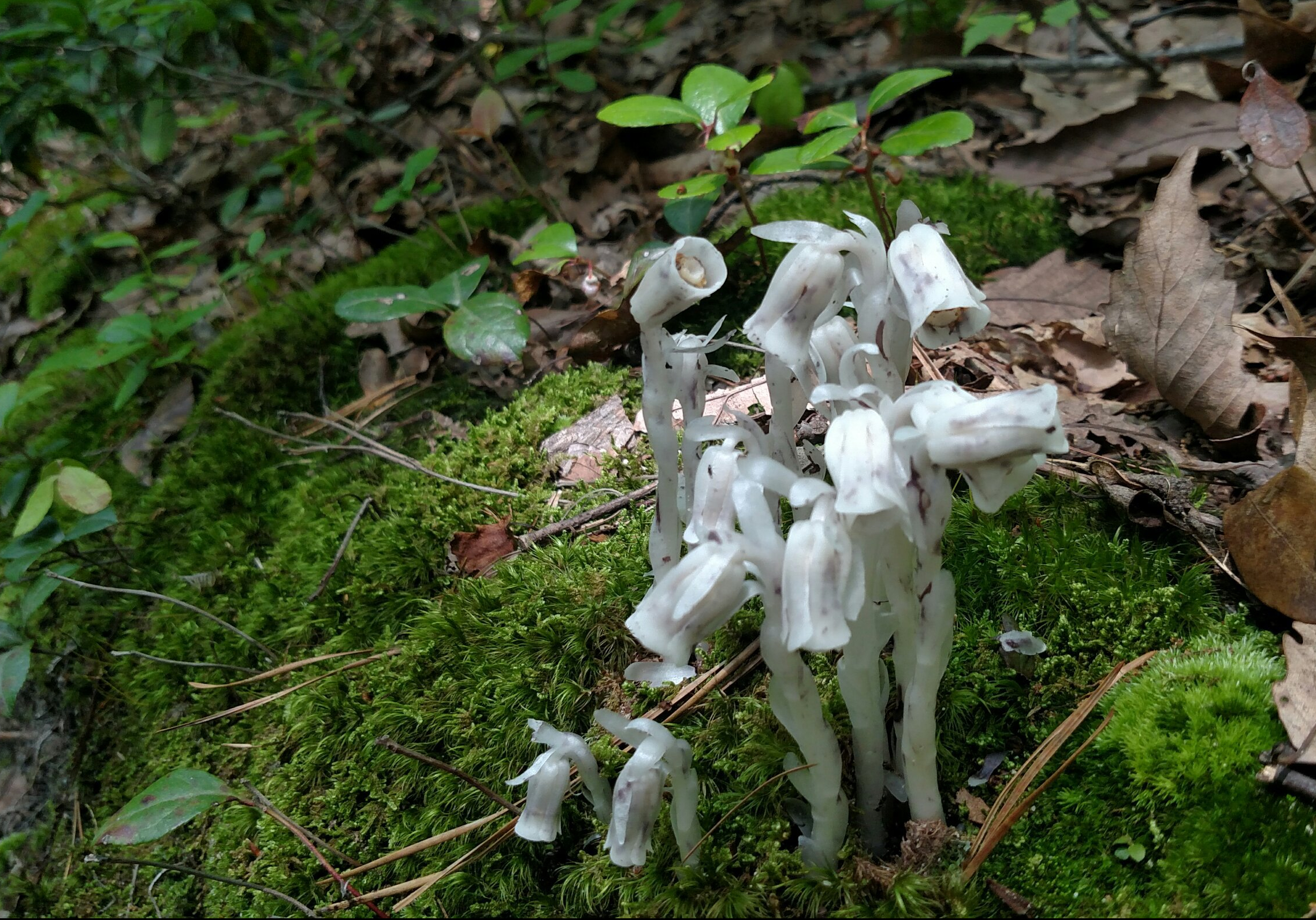 Indian Pipe